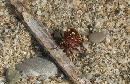 Variegated Fruit Bug - Photo (c) mediambient_ajelprat, some rights reserved (CC BY-NC)