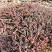 Arabian Jointed Glasswort - Photo (c) jmturon, some rights reserved (CC BY-NC)