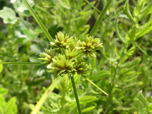 Flatsedges - Photo (c) mediambient_ajelprat, some rights reserved (CC BY-NC)