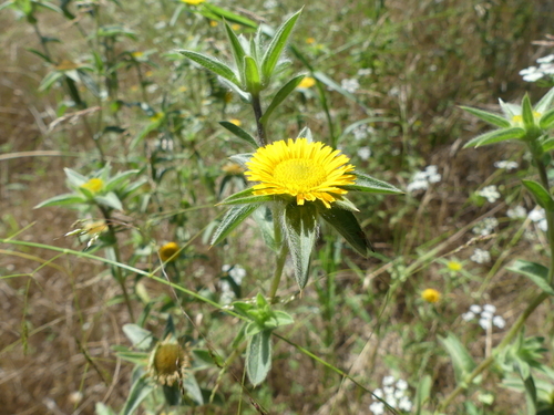 Spiny Starwort - Photo (c) mediambient_ajelprat, some rights reserved (CC BY-NC)