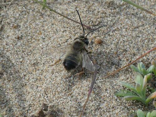 Eucera - Photo (c) mediambient_ajelprat, some rights reserved (CC BY-NC)