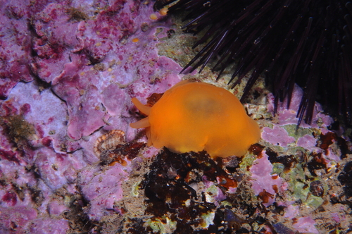 Gumdrops (Genus Berthellina) · MINKA