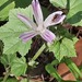 Cretan Mallow - Photo (c) Izan Lopez Vergel, some rights reserved (CC BY-NC), uploaded by Izan Lopez Vergel