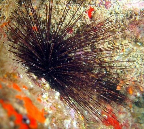 Hatpin Urchin - Photo (c) xavi salvador costa, some rights reserved (CC BY-NC)