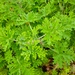 Geraniums - Photo (c) theano, some rights reserved (CC BY), uploaded by theano
