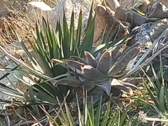 Soap Aloe - Photo (c) Francesc Caralt Rafecas, some rights reserved (CC BY), uploaded by Francesc Caralt Rafecas