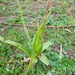 Aloe Vera - Photo (c) theano, some rights reserved (CC BY), uploaded by theano