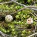 Tulostoma brumale - Photo (c) mediambient_ajelprat, some rights reserved (CC BY-NC), uploaded by mediambient_ajelprat