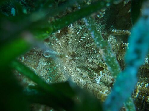 Frilly Sea Anemones - Photo (c) xavi salvador costa, some rights reserved (CC BY-NC)