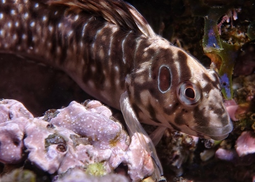 Peacock Blenny - Photo (c) oriol_d, all rights reserved