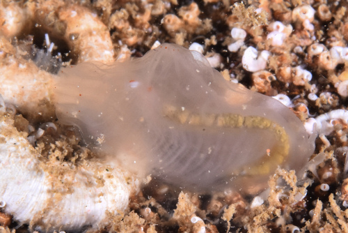 Ciona robusta - Photo (c) xavi salvador costa, some rights reserved (CC BY-NC)