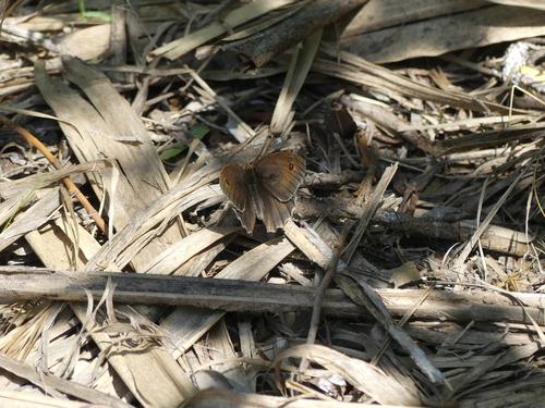 Meadow Brown - Photo (c) mediambient_ajelprat, some rights reserved (CC BY-NC)