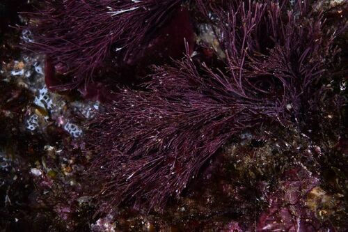 Finefork Coralline - Photo (c) xavi salvador costa, some rights reserved (CC BY-NC)