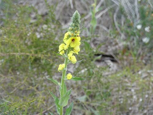 Verbascum - Photo (c) mediambient_ajelprat, some rights reserved (CC BY-NC)