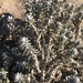 Cottonweed - Photo (c) AMB Platges, some rights reserved (CC BY), uploaded by AMB Platges