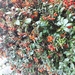 Pyracantha coccinea - Photo (c) Marilena Kroustalli, some rights reserved (CC BY), uploaded by Marilena Kroustalli