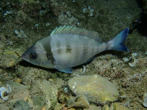 Black Seabream - Photo (c) xavi salvador costa, some rights reserved (CC BY-NC)