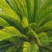 Sago Cycad - Photo (c) Μαριλένα Κρουστάλλη/Marilena Kroustalli, some rights reserved (CC BY), uploaded by Μαριλένα Κρουστάλλη/Marilena Kroustalli