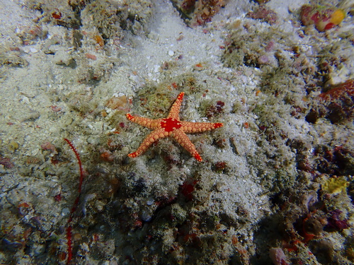 Fromia nodosa · MINKA