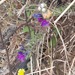Purple Viper's-Bugloss - Photo (c) Izan Lopez Vergel, some rights reserved (CC BY-NC), uploaded by Izan Lopez Vergel