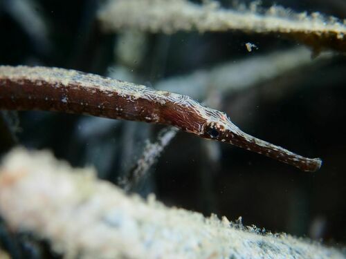 Narrow-snouted Pipefish - Photo (c) xavi salvador costa, some rights reserved (CC BY-NC)