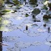 European White Waterlily - Photo (c) Izan Lopez Vergel, some rights reserved (CC BY-NC), uploaded by Izan Lopez Vergel