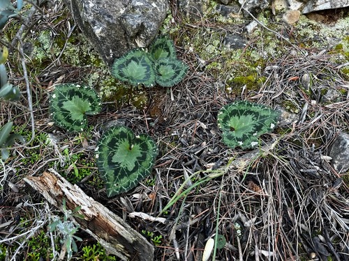 Genus Cyclamen Minka