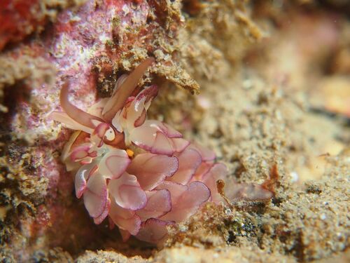Harlequin Glass-Slug - Photo (c) xavi salvador costa, some rights reserved (CC BY-NC)