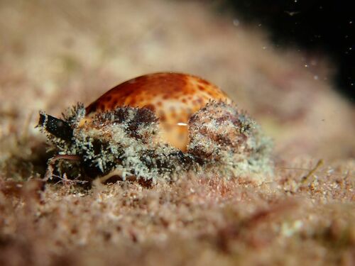 Spotted Cowrie - Photo (c) xavi salvador costa, some rights reserved (CC BY-NC)