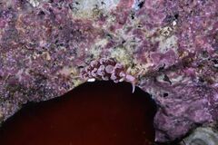 Spurilla neapolitana - Photo (c) xavi salvador costa, some rights reserved (CC BY-NC)