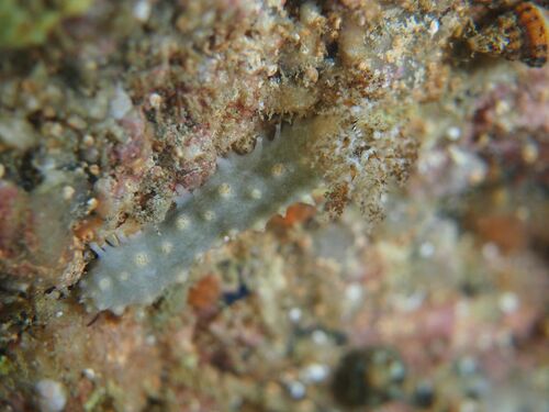 Sea Gherkin - Photo (c) xavi salvador costa, some rights reserved (CC BY-NC)