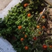 French Marigold - Photo (c) Μαριλένα Κρουστάλλη/Marilena Kroustalli, some rights reserved (CC BY), uploaded by Μαριλένα Κρουστάλλη/Marilena Kroustalli