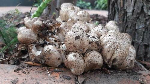 Inkcaps - Photo (c) Pau Esteban, some rights reserved (CC BY-NC)