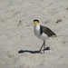 Australasian Spur-winged Plover - Photo (c) Berta Companys Oliva, some rights reserved (CC BY-NC), uploaded by Berta Companys Oliva