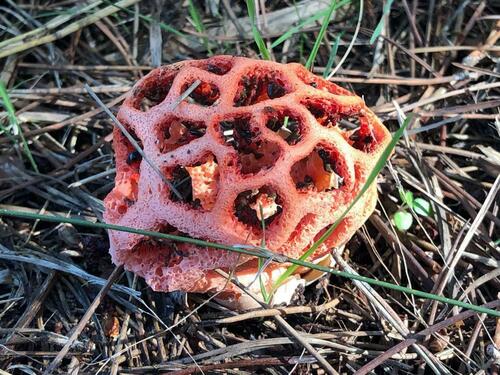 Red-cage Fungus - Photo (c) Pau Esteban, some rights reserved (CC BY-NC)