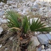 Washingtonia robusta - Photo (c) Κλαίρη Λυμπερτού, all rights reserved, uploaded by Κλαίρη Λυμπερτού