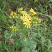 Ragwort - Photo (c) Izan Lopez Vergel, some rights reserved (CC BY-NC), uploaded by Izan Lopez Vergel