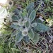 Hawkweeds - Photo (c) Izan Lopez Vergel, some rights reserved (CC BY-NC), uploaded by Izan Lopez Vergel