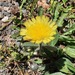 Mouse Ear Hawkweeds - Photo (c) Izan Lopez Vergel, some rights reserved (CC BY-NC), uploaded by Izan Lopez Vergel