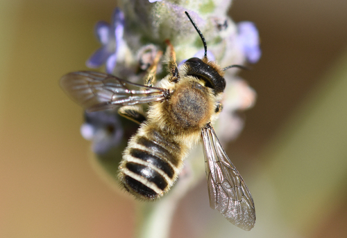 Ants, Bees, Wasps, and Sawflies - Photo (c) Pau Esteban, some rights reserved (CC BY-NC)