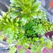 Tree Aeonium - Photo (c) Μαριλένα Κρουστάλλη/Marilena Kroustalli, some rights reserved (CC BY), uploaded by Μαριλένα Κρουστάλλη/Marilena Kroustalli