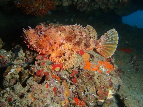 Red Scorpionfish - Photo (c) xavi salvador costa, some rights reserved (CC BY-NC)