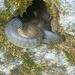 Aesculapian Snake - Photo (c) Marina Torres Gibert, some rights reserved (CC BY-NC), uploaded by Marina Torres Gibert