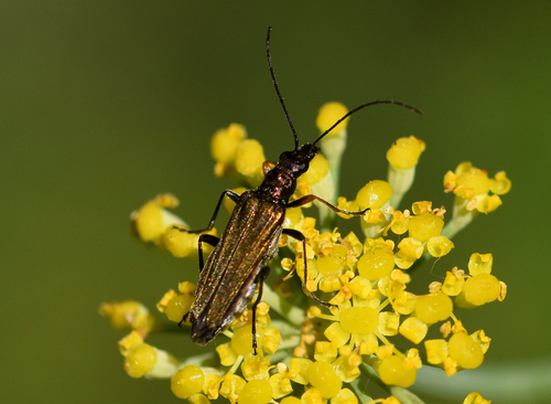 Oedemera flavipes - Photo (c) Pau Esteban, some rights reserved (CC BY-NC)