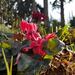Persian Cyclamen - Photo (c) Anastasia Karagiorgi, some rights reserved (CC BY), uploaded by Anastasia Karagiorgi