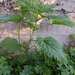 Roman Nettle - Photo (c) evidimitriou, some rights reserved (CC BY)