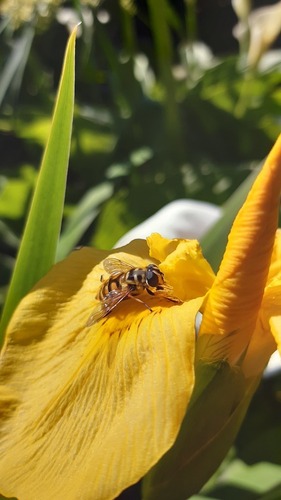 Yellow-haired Sun Fly - Photo (c) Pau Esteban, some rights reserved (CC BY-NC)