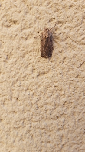 Variegated Cutworm Moth - Photo (c) Pau Esteban, some rights reserved (CC BY-NC)