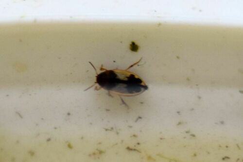 Predaceous Diving Beetles - Photo (c) Pau Esteban, some rights reserved (CC BY-NC)