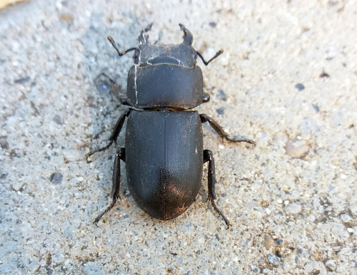 Lesser Stag Beetle - Photo (c) Pau Esteban, some rights reserved (CC BY-NC)